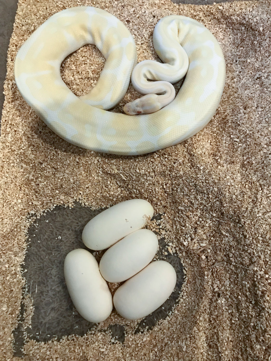 Clutch from 9/2018, I was unable to incubate these eggs successfully